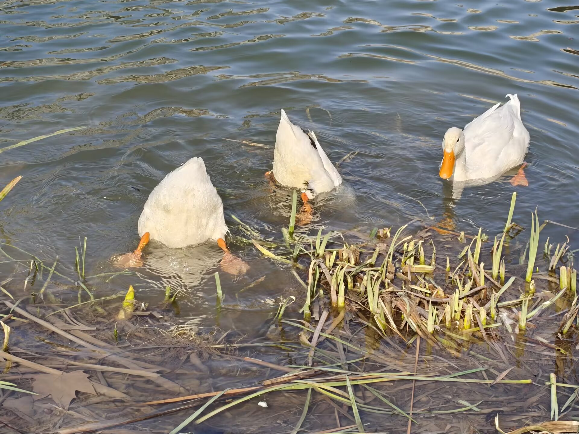 Image_63110753861837.jpg